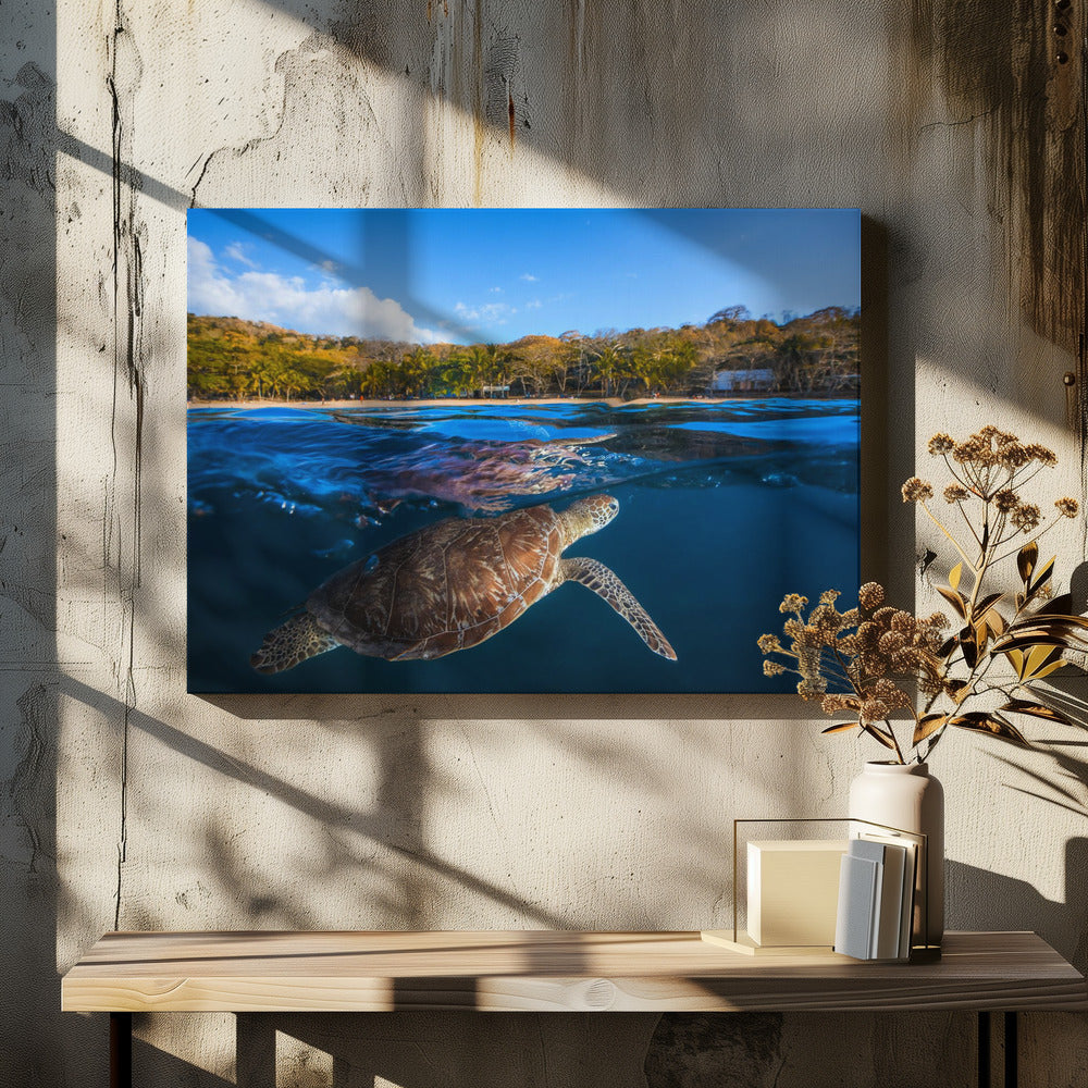 Green Turtle - Sea Turtle | Canvas