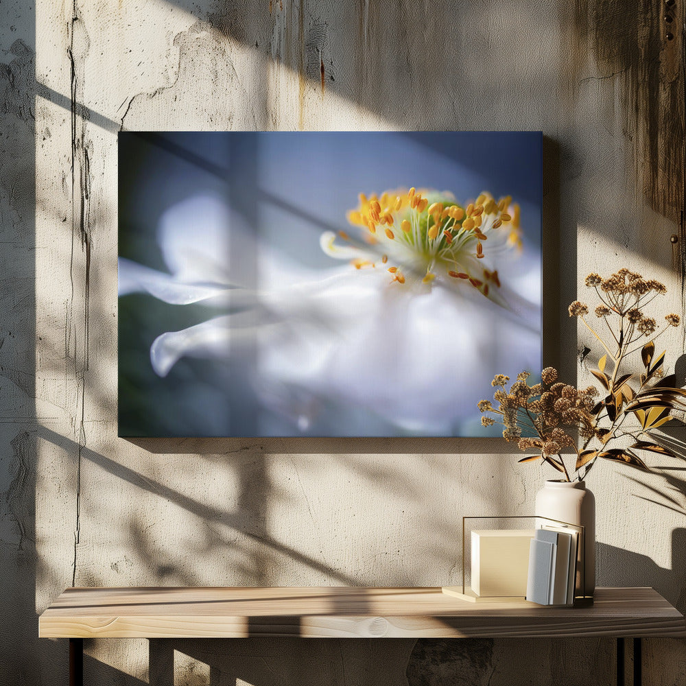 Anemone 1 | Canvas