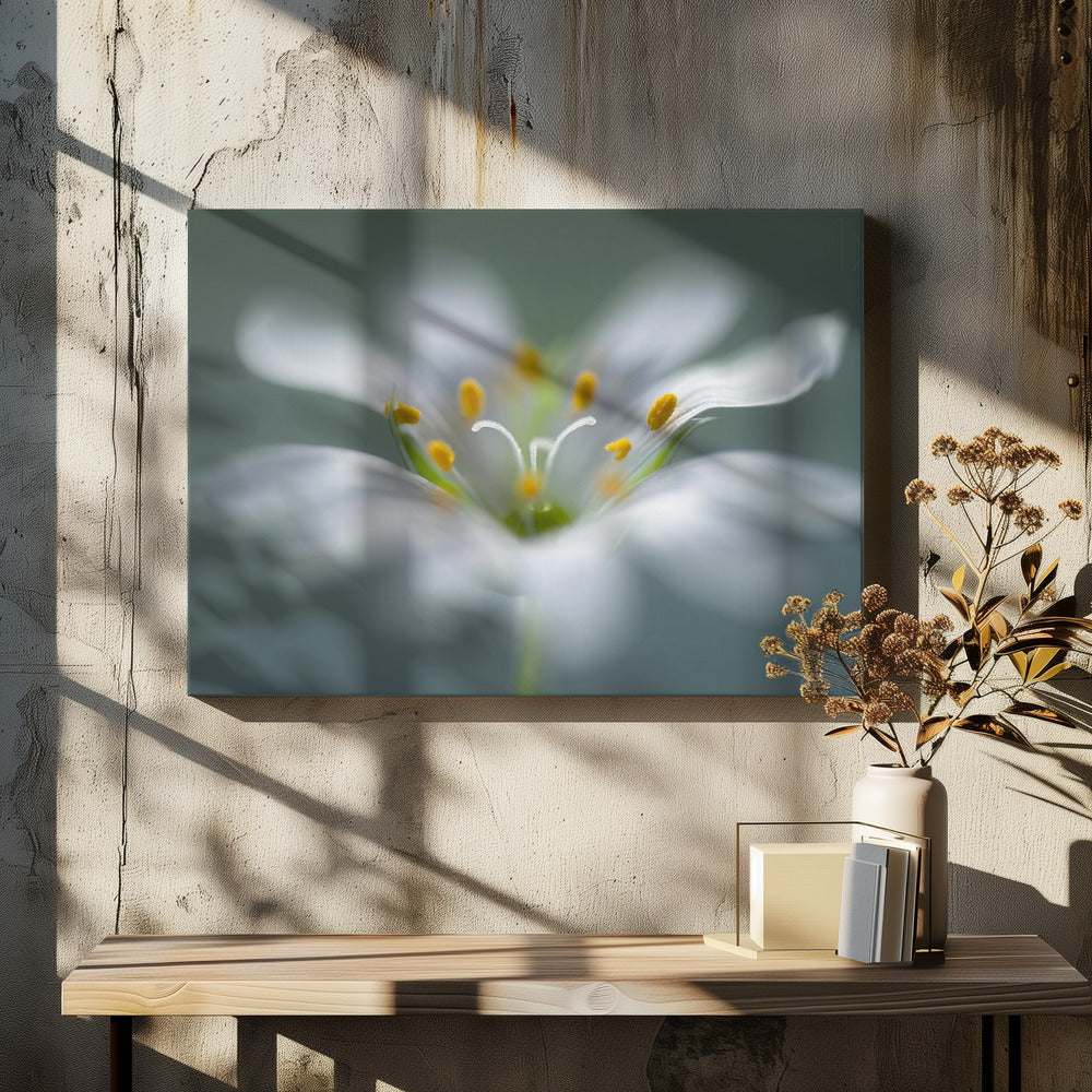 Stitchwort | Canvas