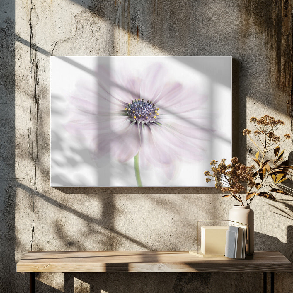 Cape Daisy | Canvas