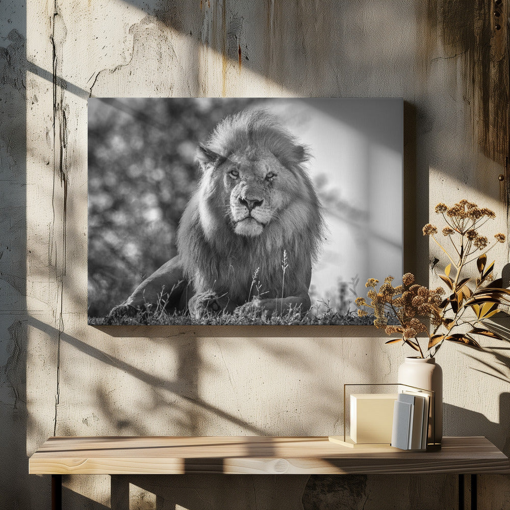 Monochromatic lion king | Canvas