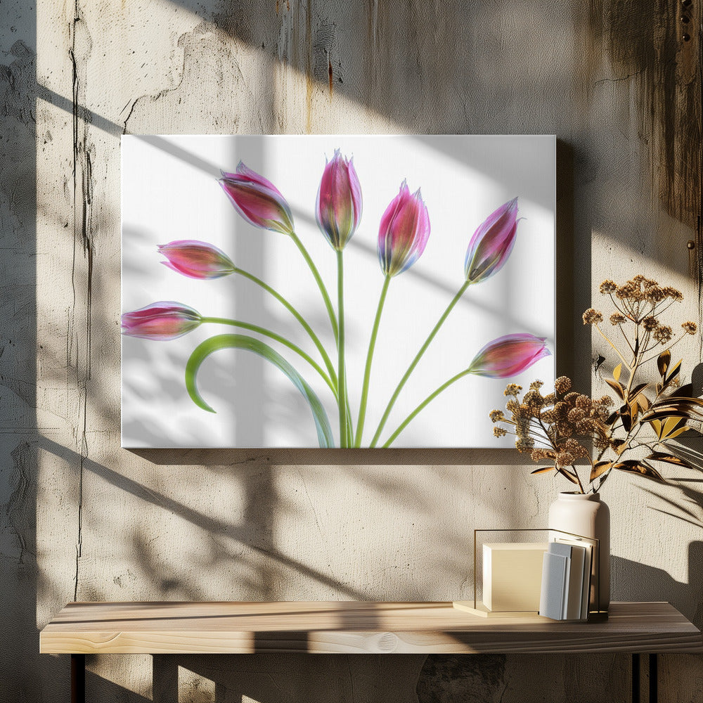Tulipa | Canvas