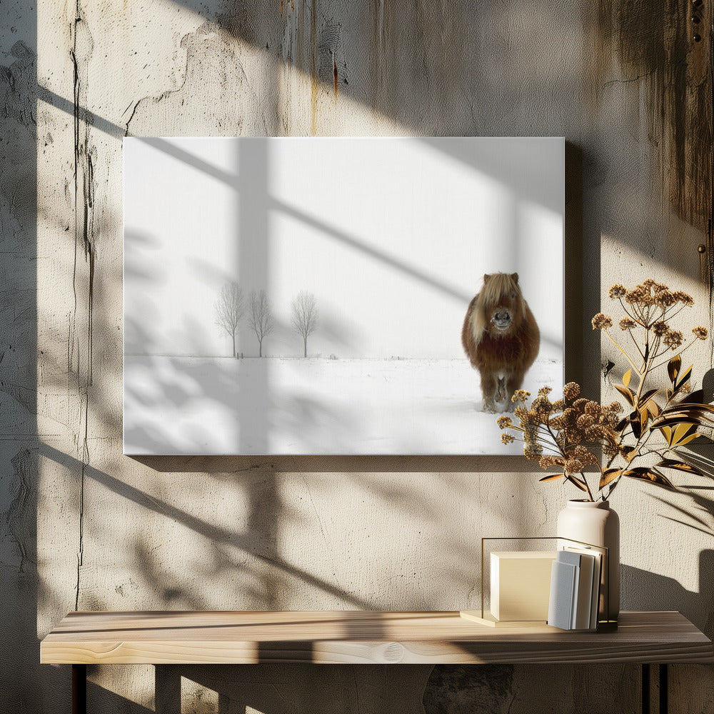 The cold pony | Canvas