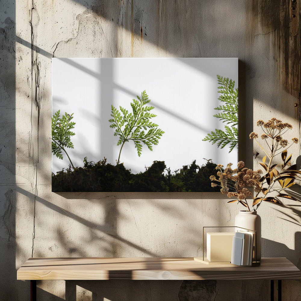 Fern Detail | Canvas