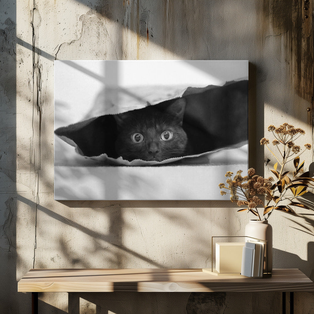 Cat in a bag | Canvas