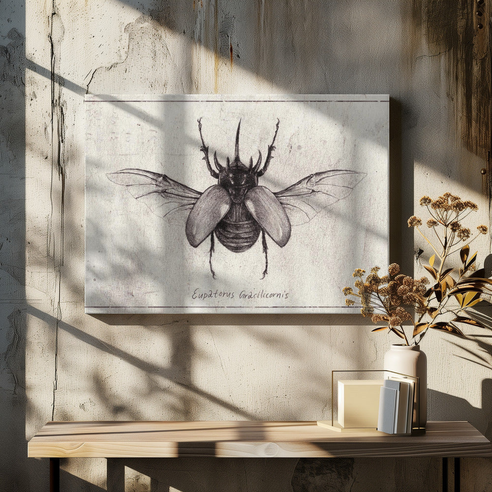 Pencil Drawing Of A Eupatorus Gracilicornis Beetle | Canvas