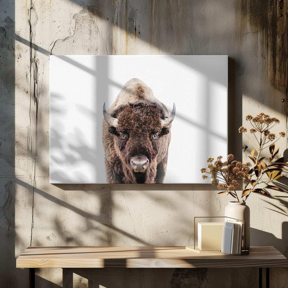 Bison | Canvas