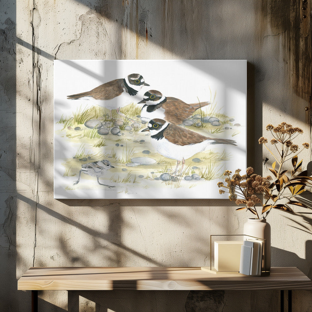 Plovers | Canvas