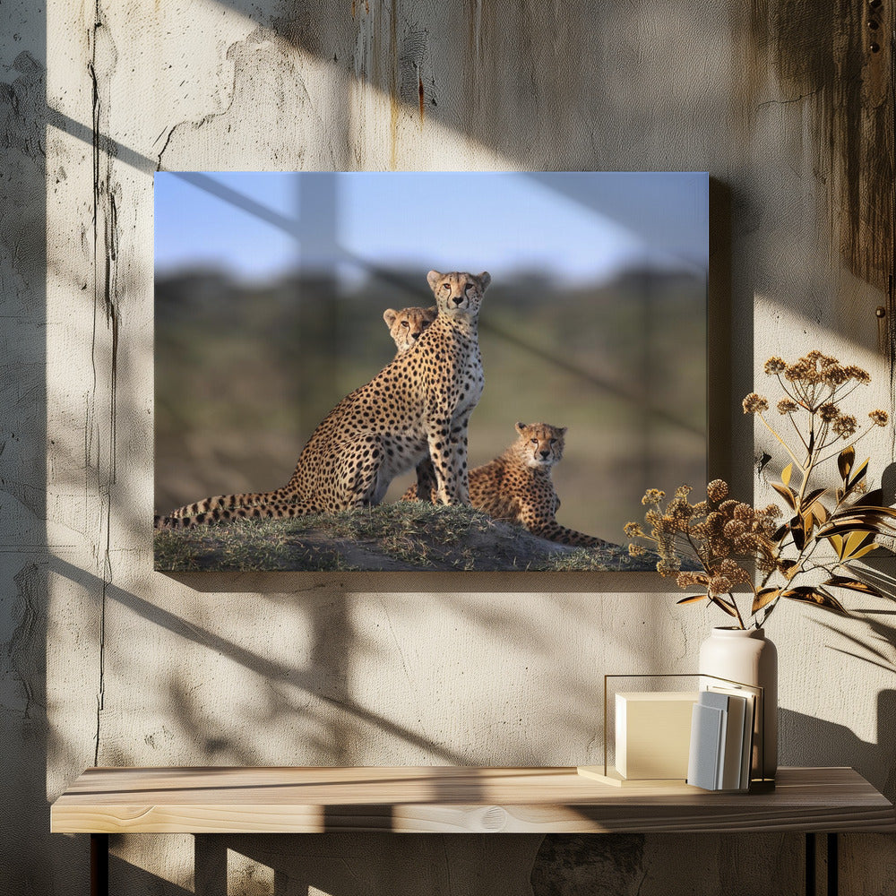 Cheetahs Family | Canvas