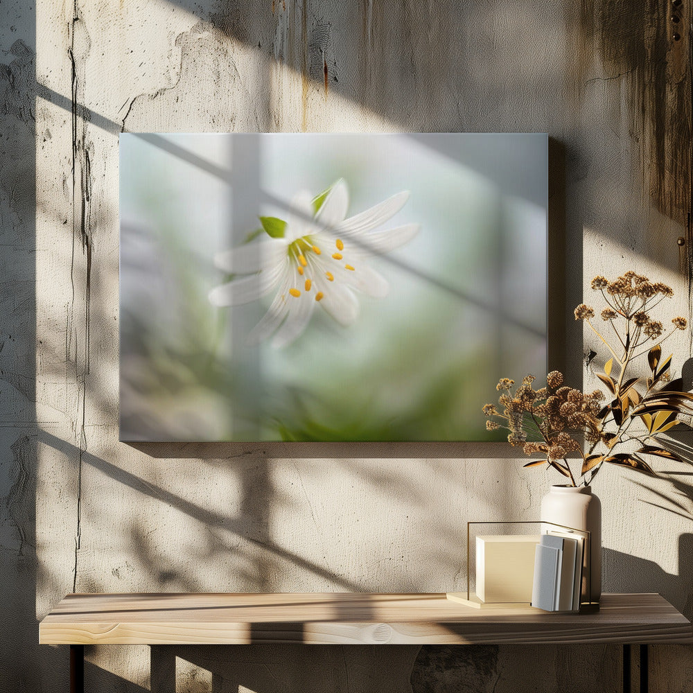 Spring Stitchwort | Canvas