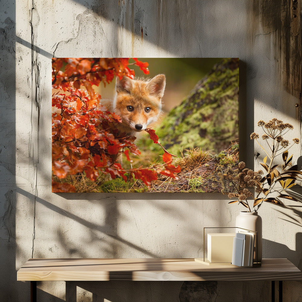 Fox | Canvas