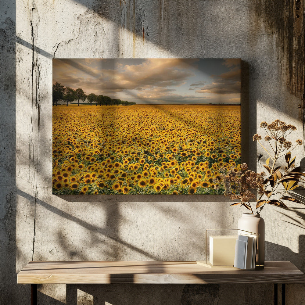 Sunflowers | Canvas