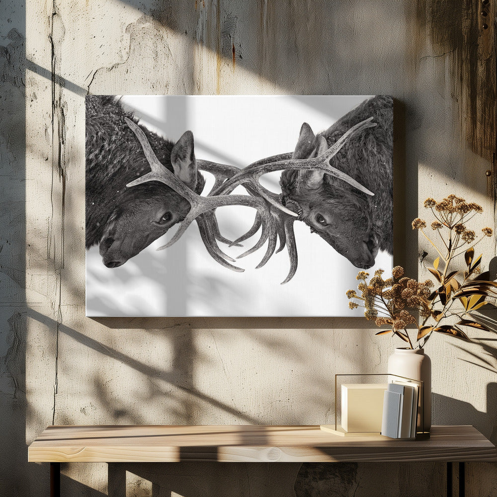 Eye to Eye - Elk fight | Canvas