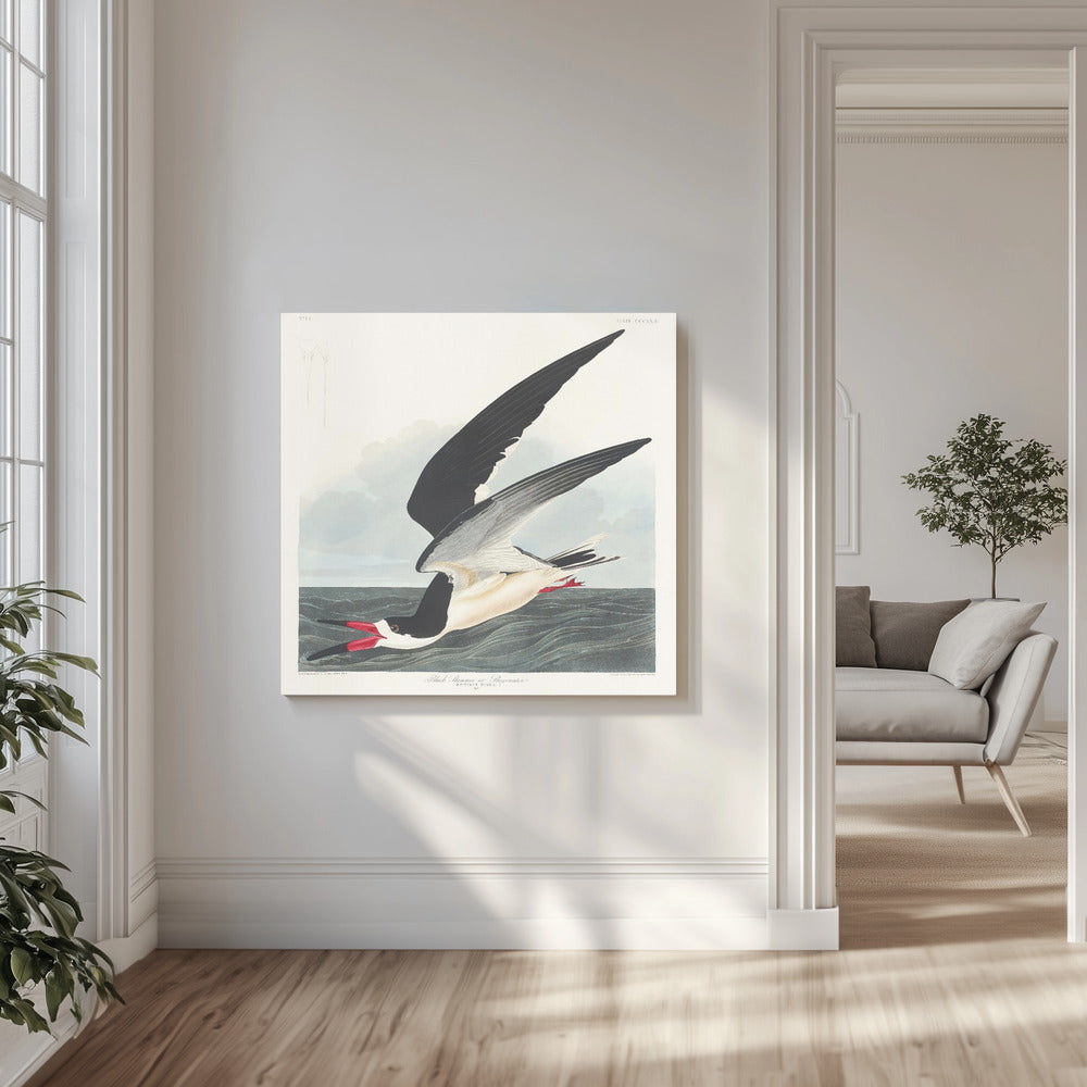 Black Skimmer From Birds of America (1827) | Canvas