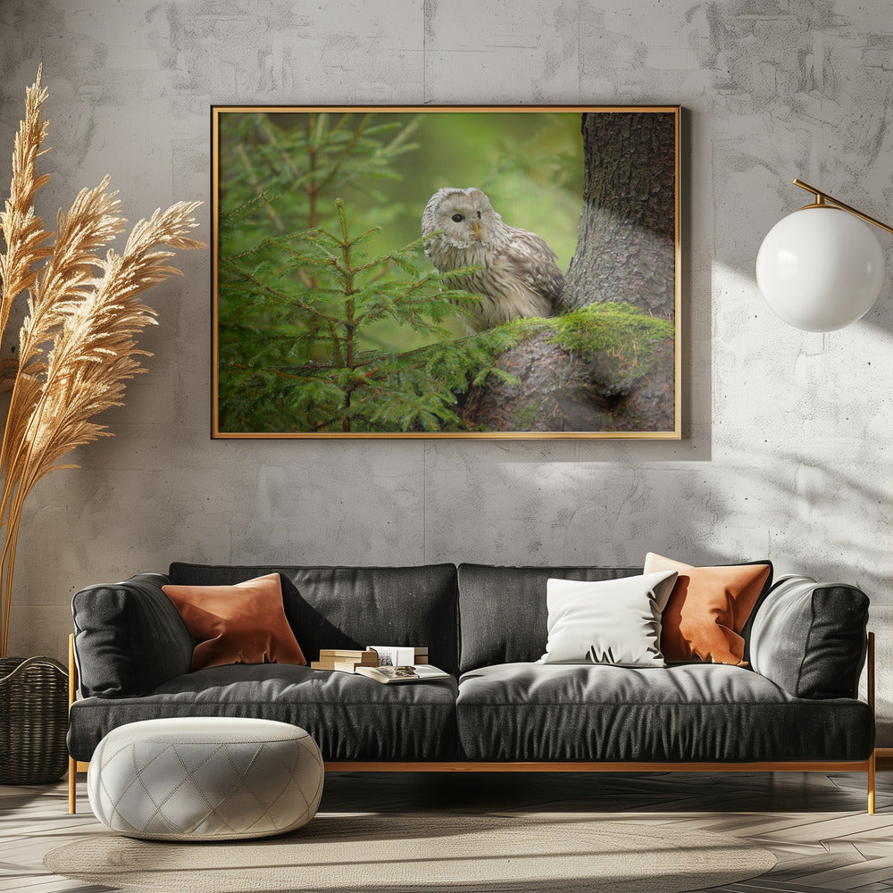 Ural Owl | Canvas