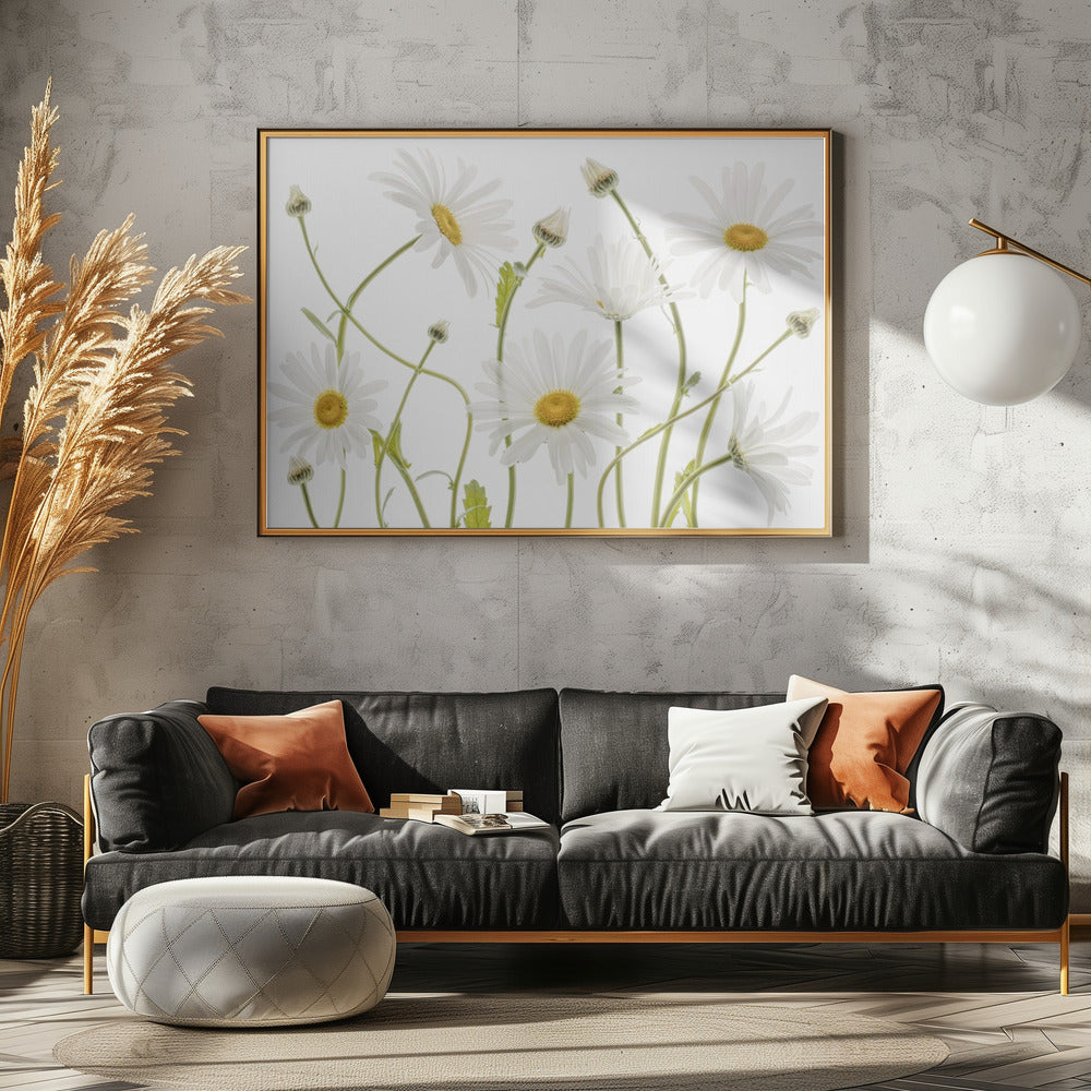 Ox eye Daisies | Canvas