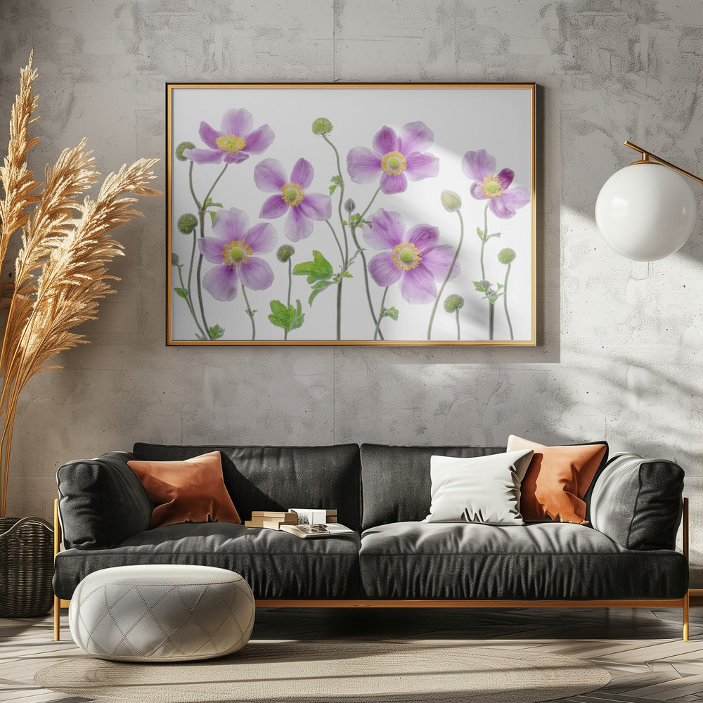 Anemone Japonica | Canvas