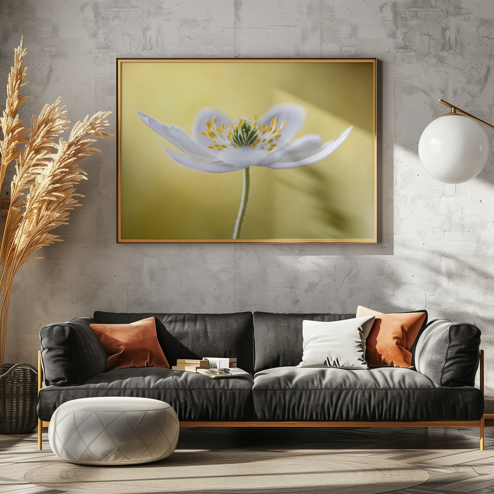Wood Anemone | Canvas