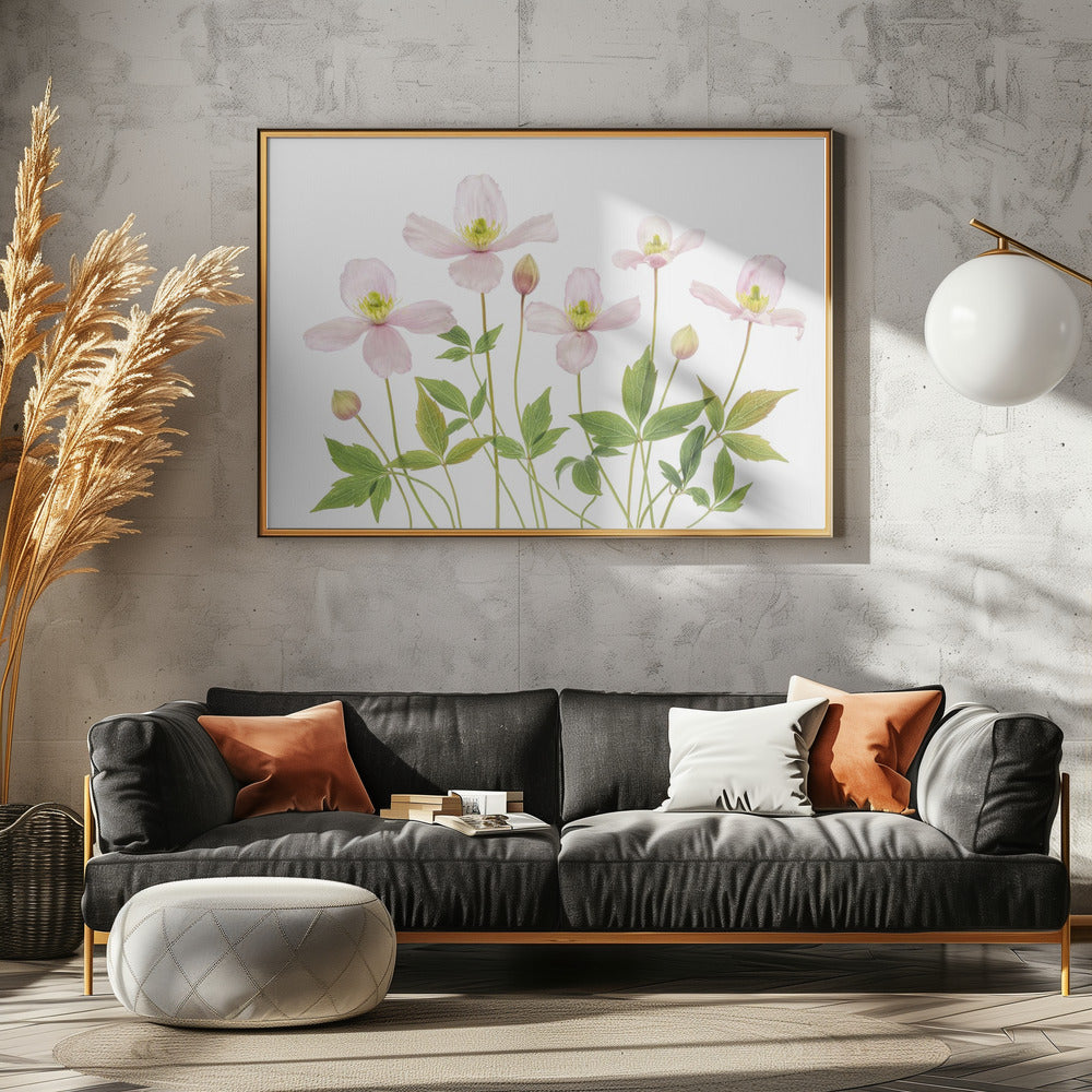 Clematis | Canvas