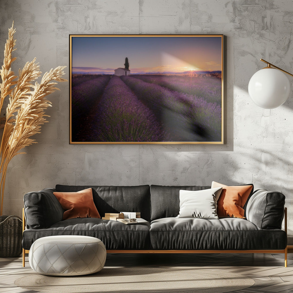 Provence Lavender | Canvas