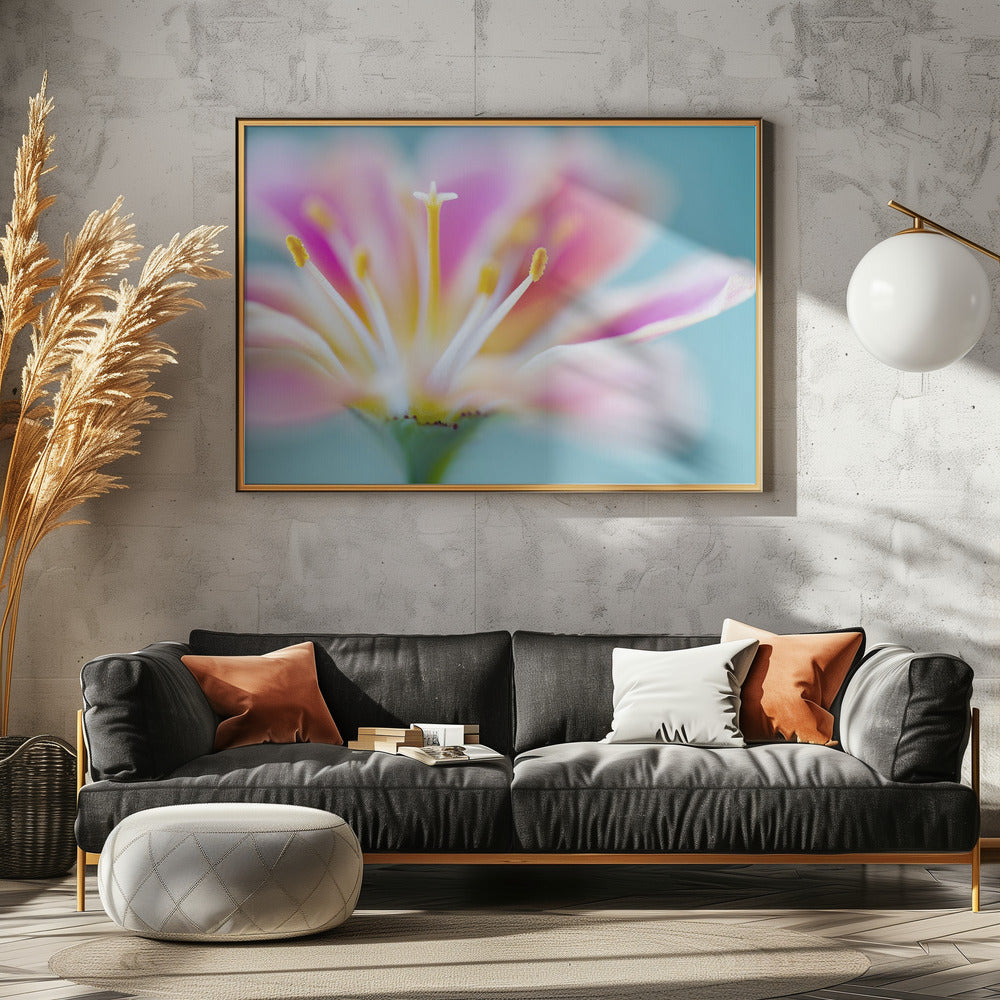Lewisia | Canvas