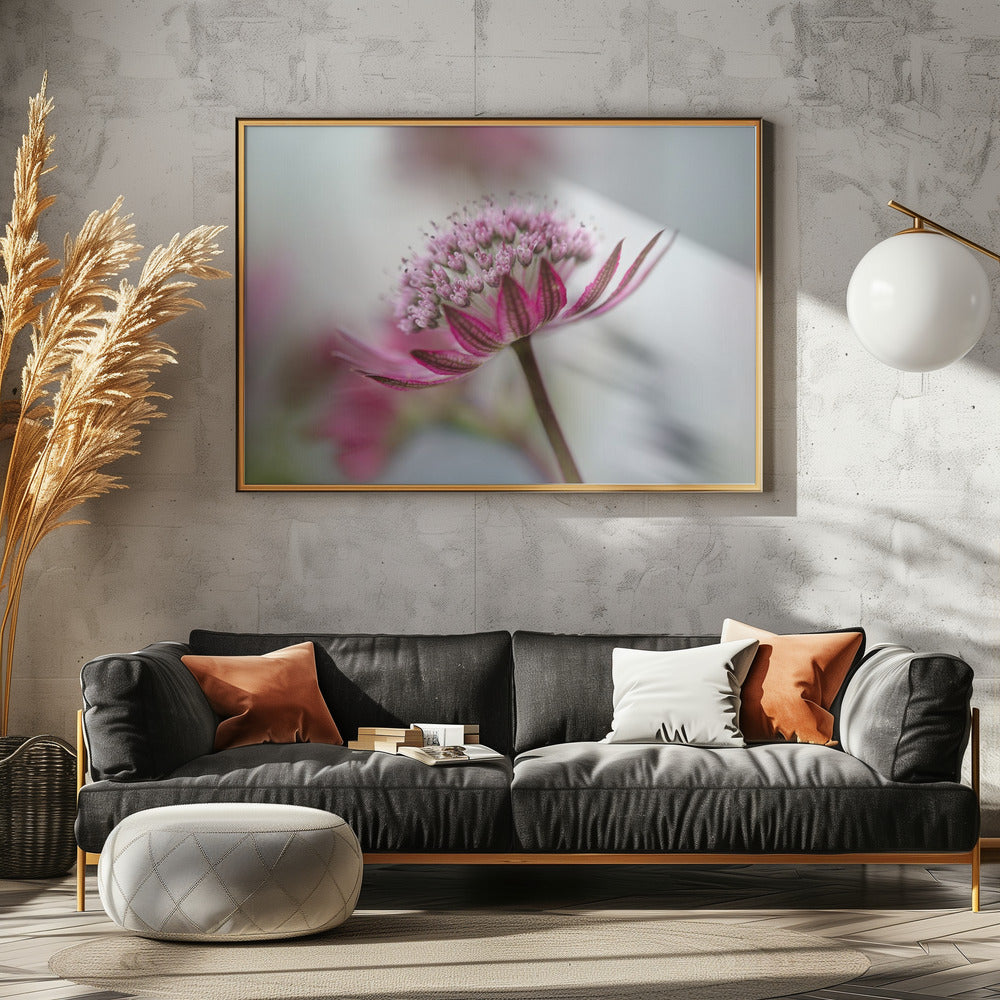 Astrantia | Canvas