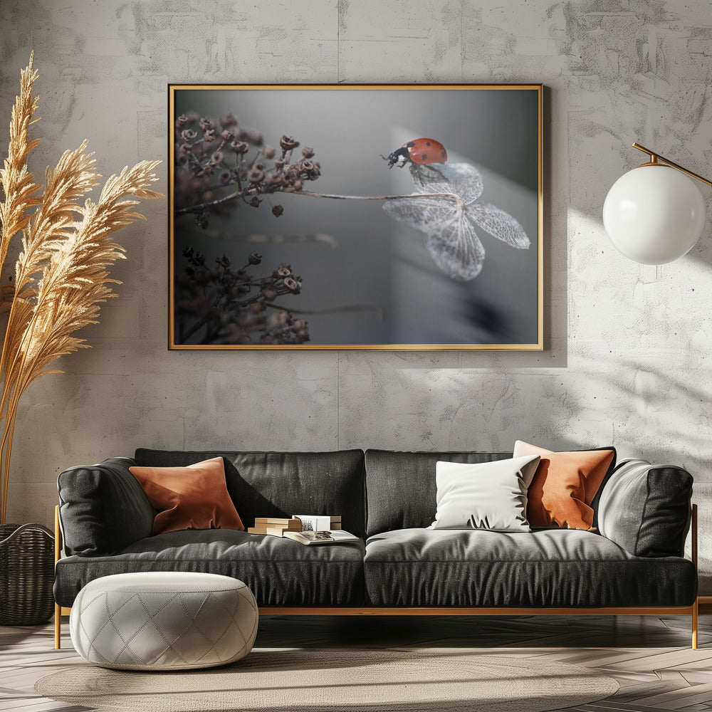 Ladybird on hydrangea. | Poster