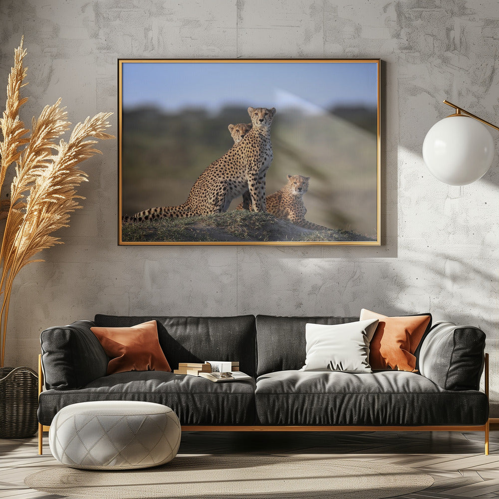Cheetahs Family | Canvas