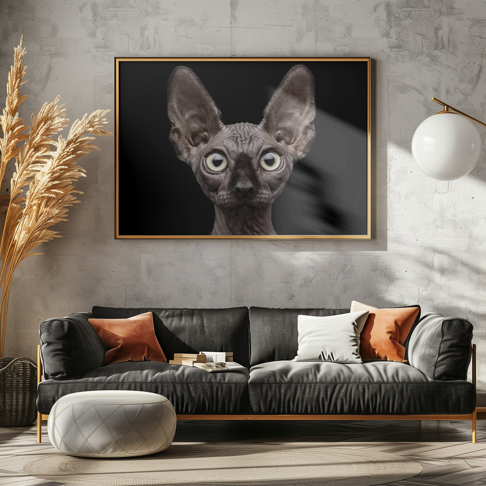 Sphynx Cat | Poster