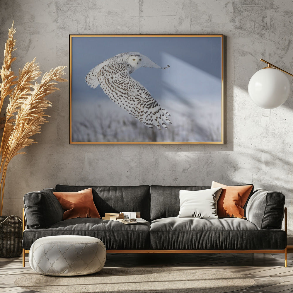 Snowy Owl | Poster