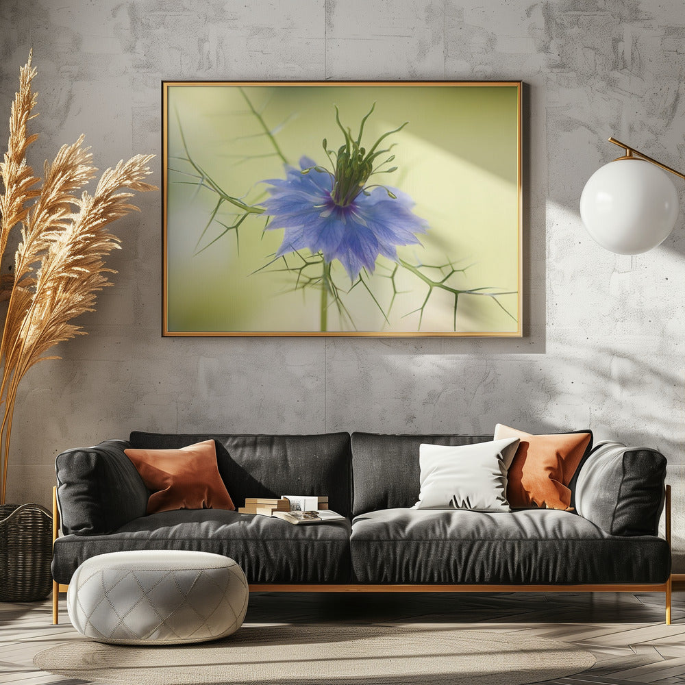Nigella | Canvas