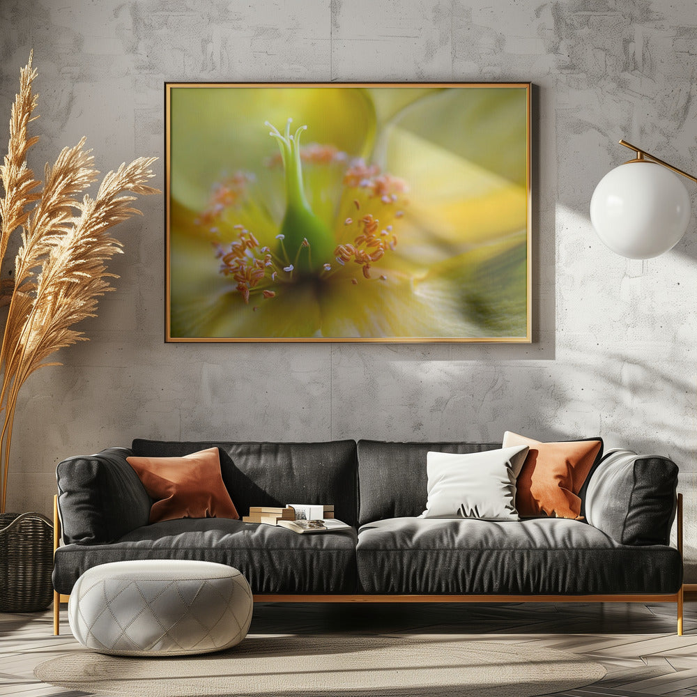 Hypericum | Canvas