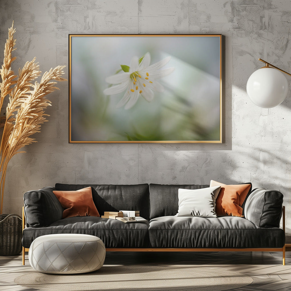 Spring Stitchwort | Poster