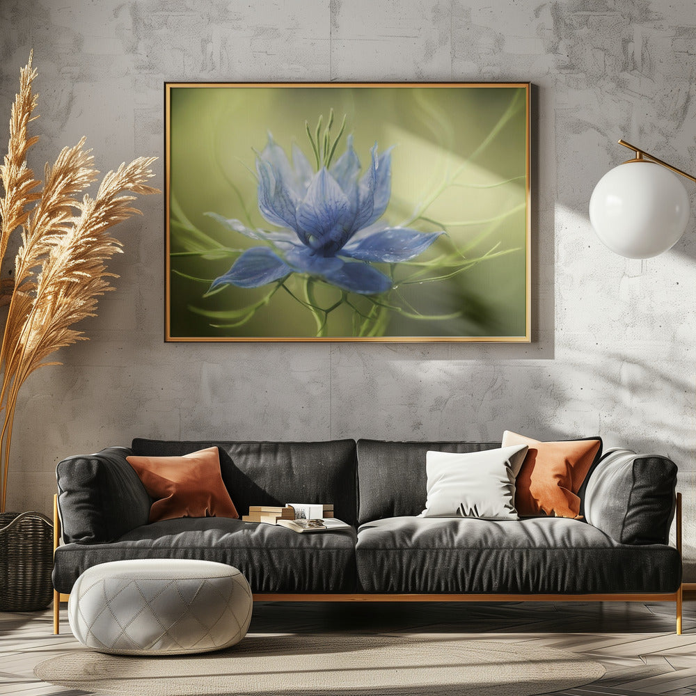 Nigella | Canvas