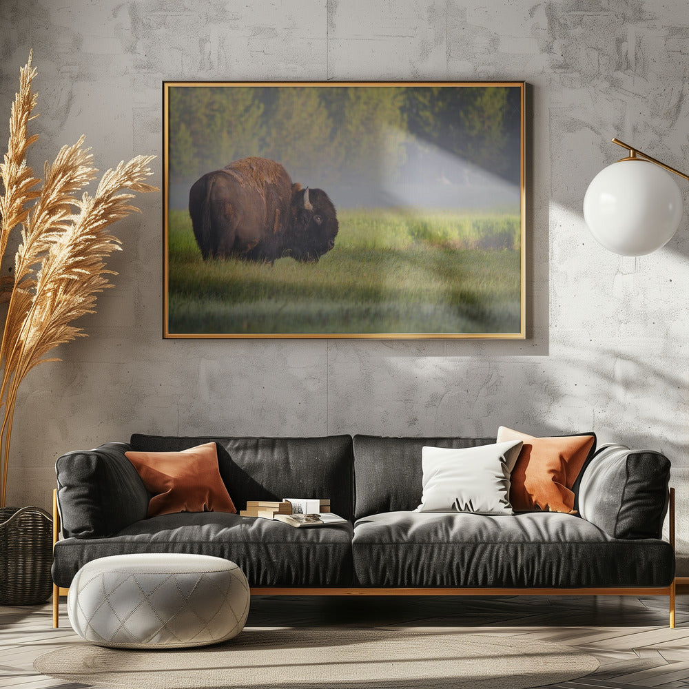 Bison in Morning Light | Canvas