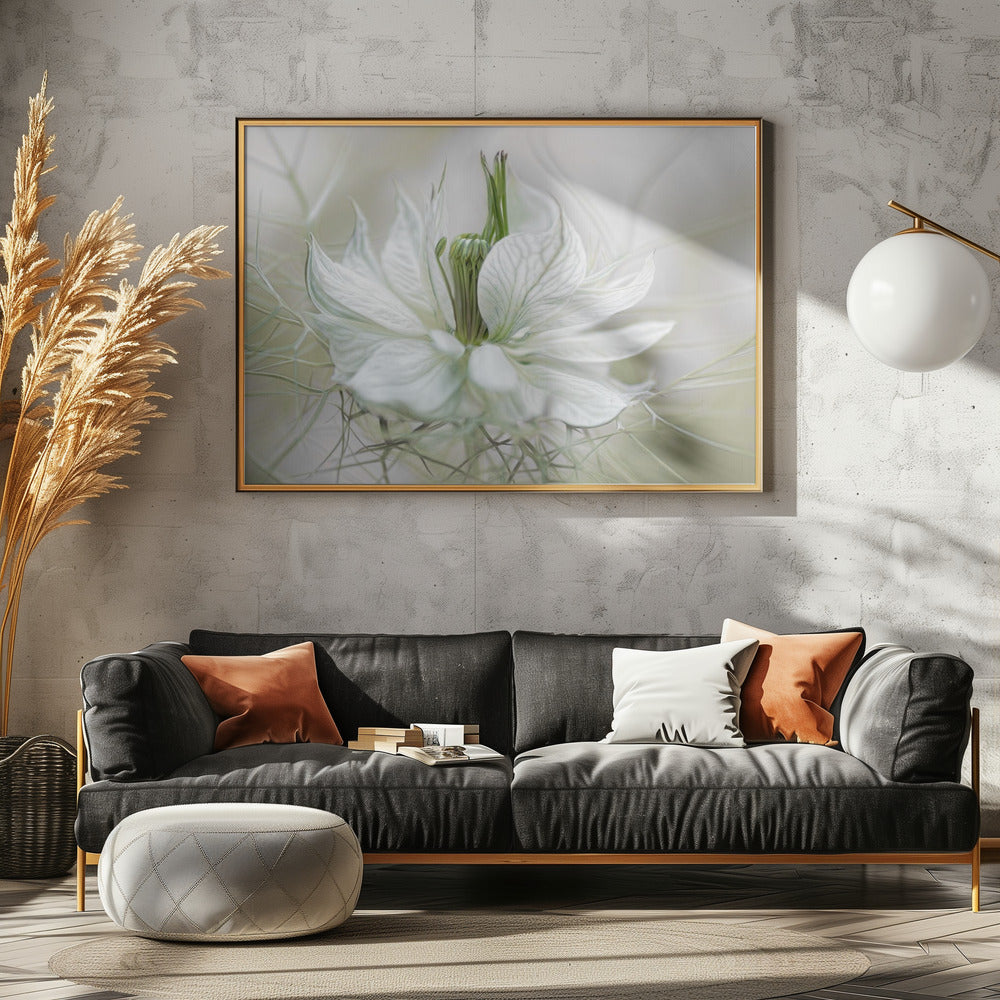 Nigella | Canvas