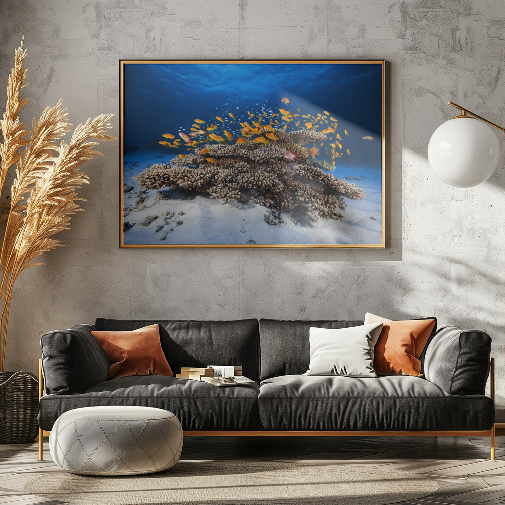 Marine Life | Canvas