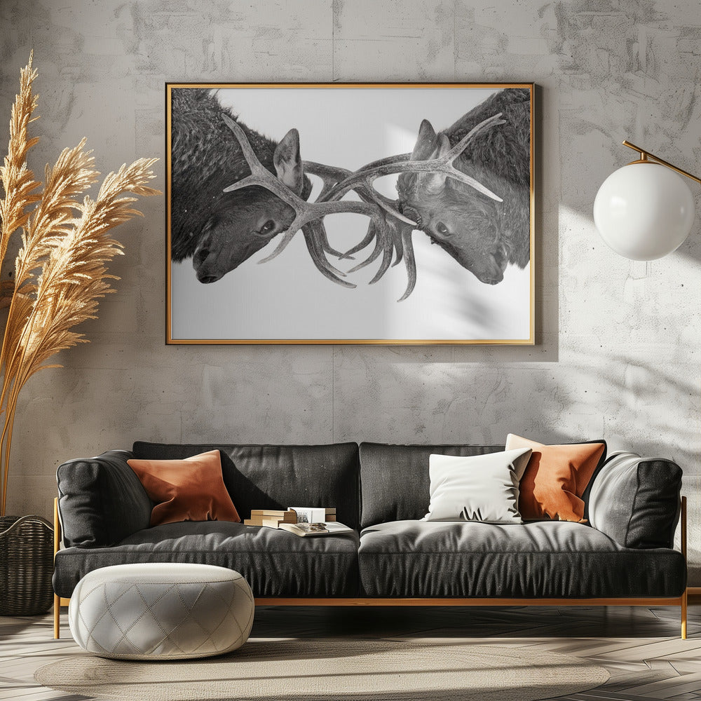 Eye to Eye - Elk fight | Canvas