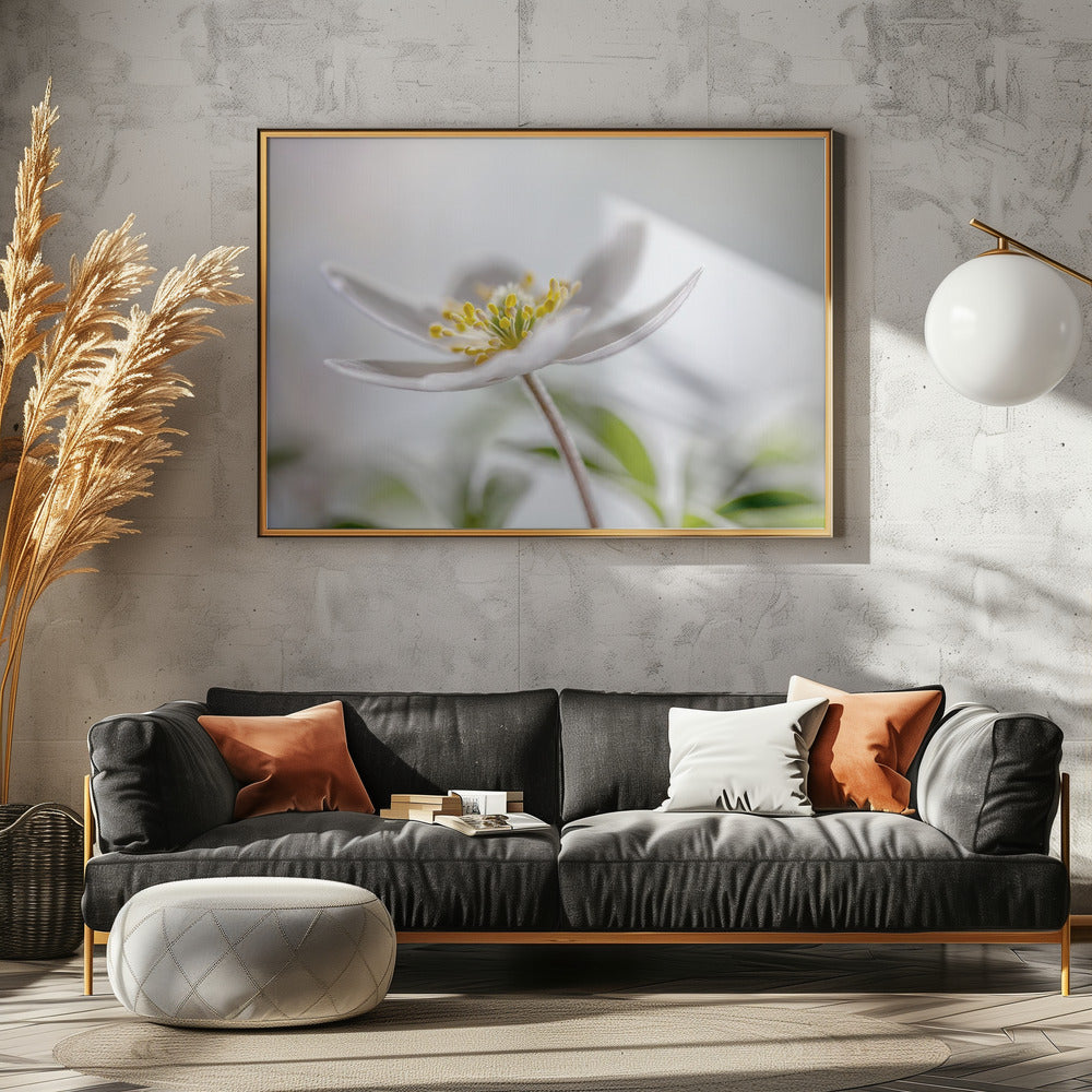 Wood Anemone | Canvas