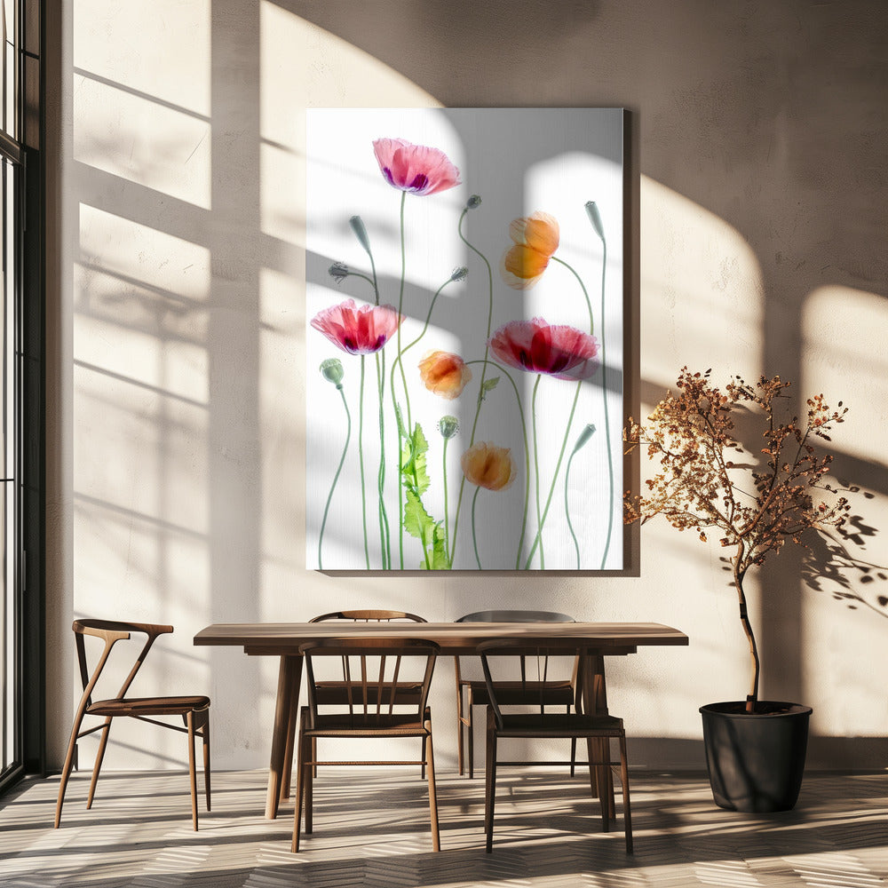 Poppies | Canvas
