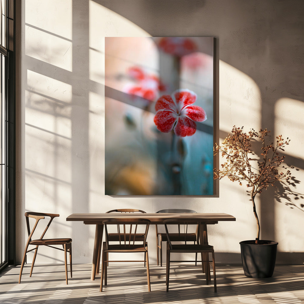 Dianthus | Canvas