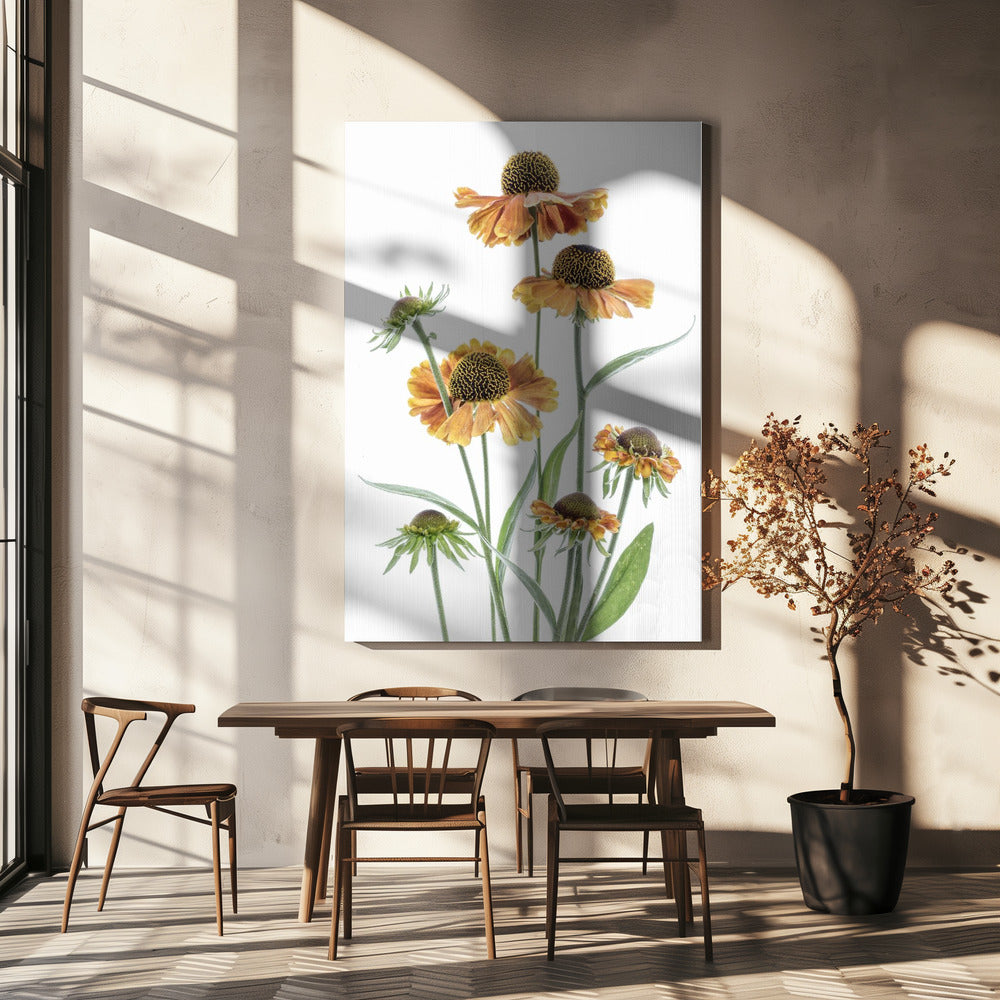 Helenium | Canvas