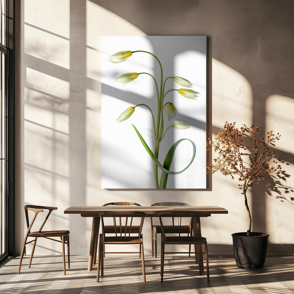 ~Tulipa Tarda~ | Canvas