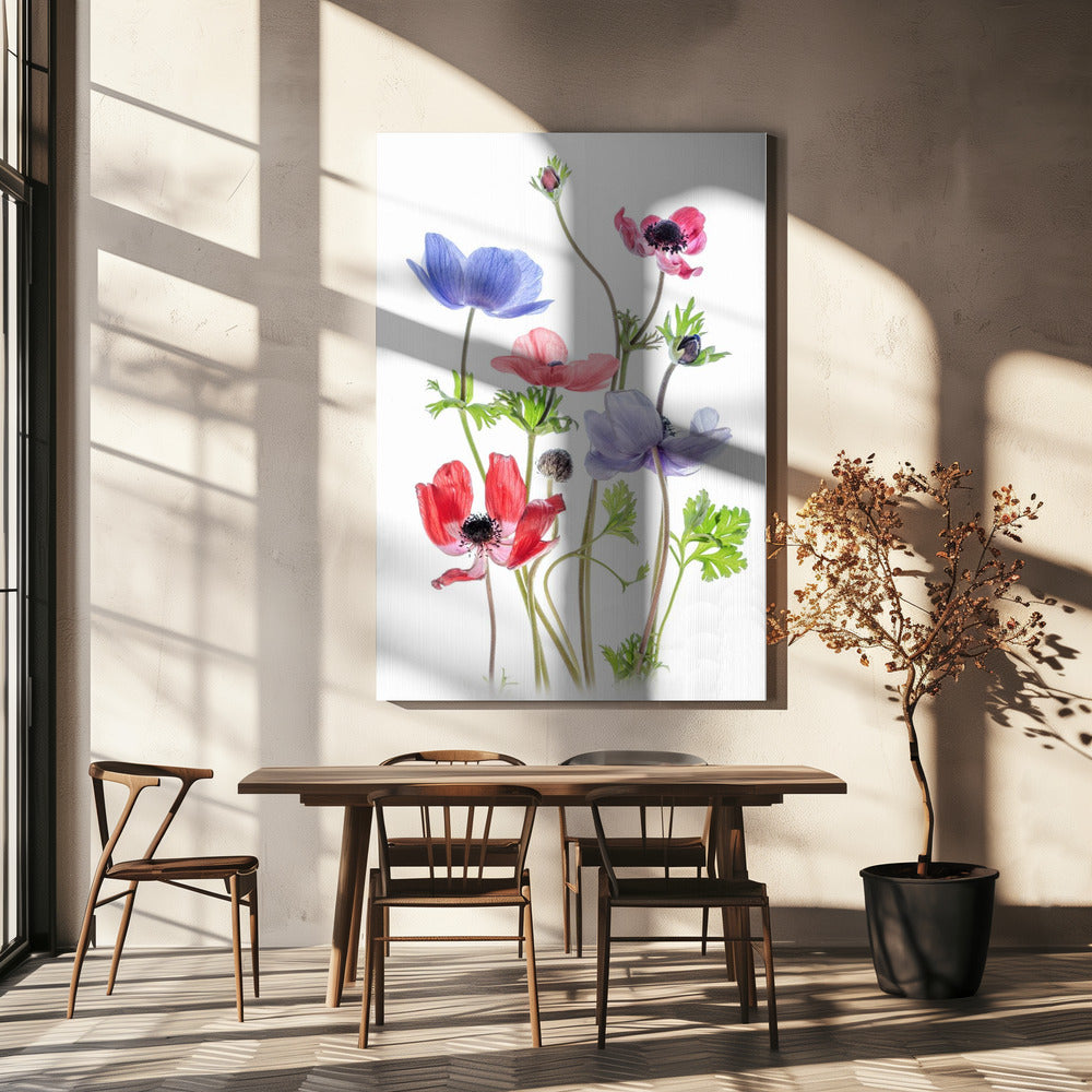 Anemone De Caen | Canvas
