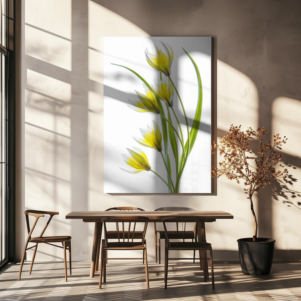 ~Tulipa | Canvas