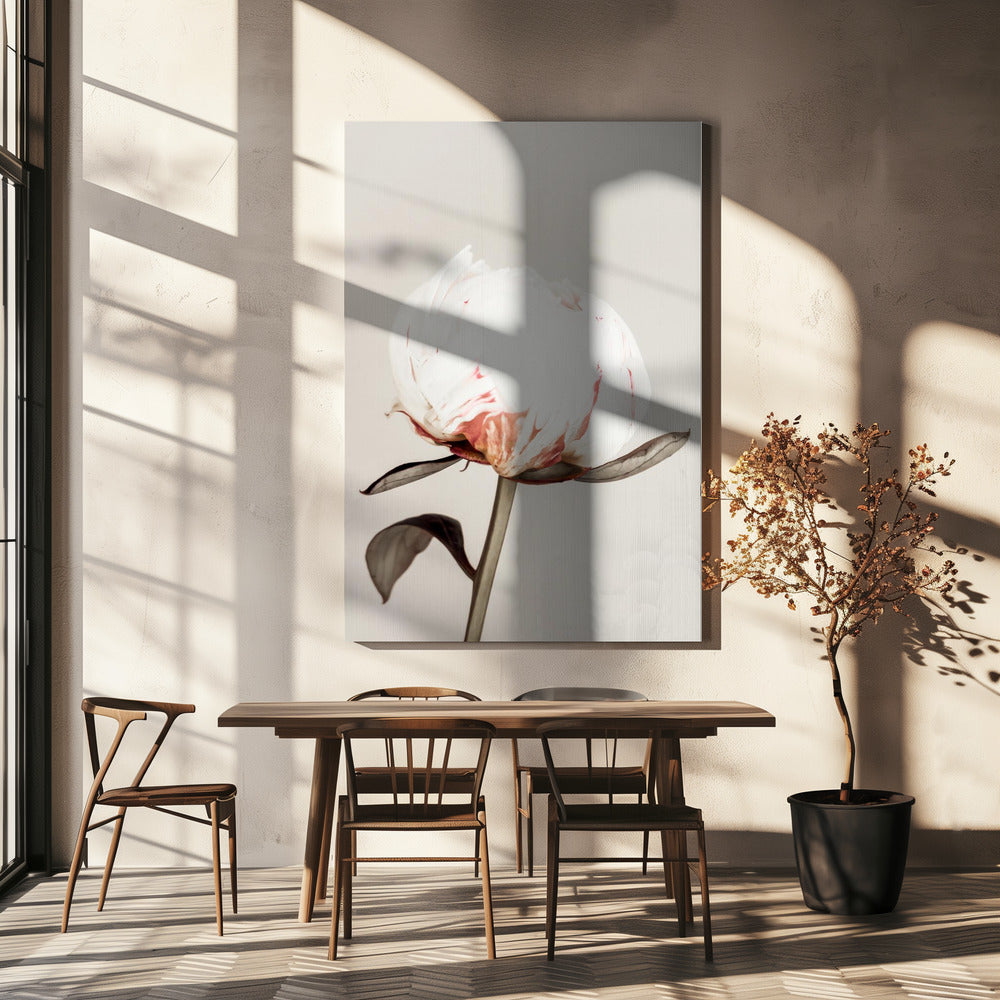 Peony 13 | Canvas