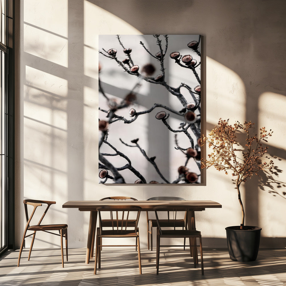 Swartberg Protea | Canvas