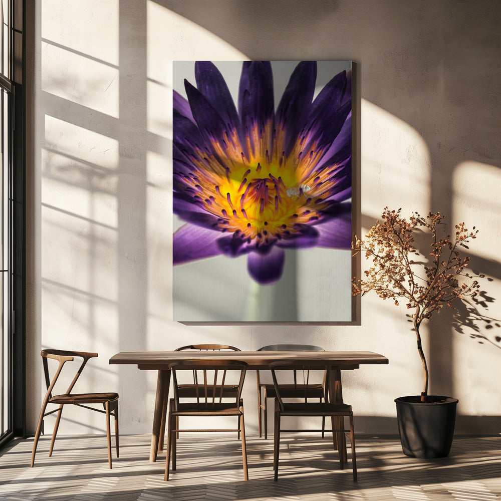 Purple Water Lilly | Canvas