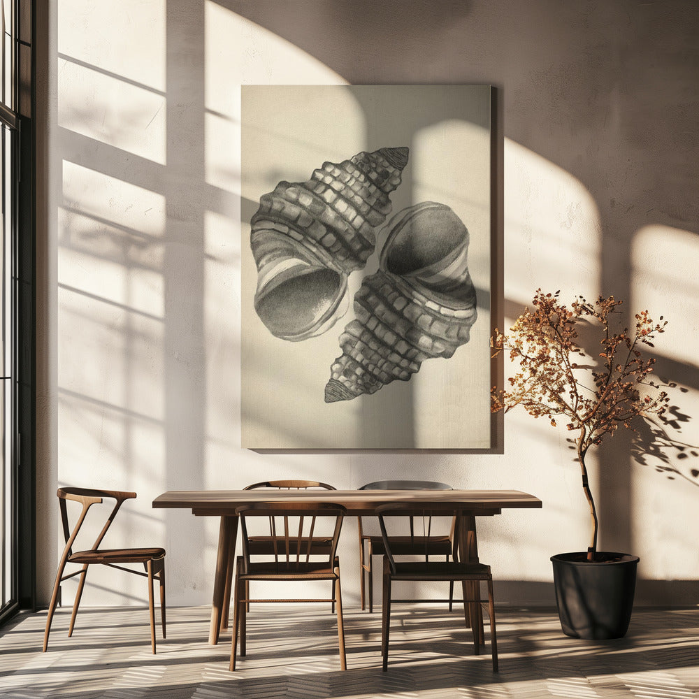 Seashells | Canvas