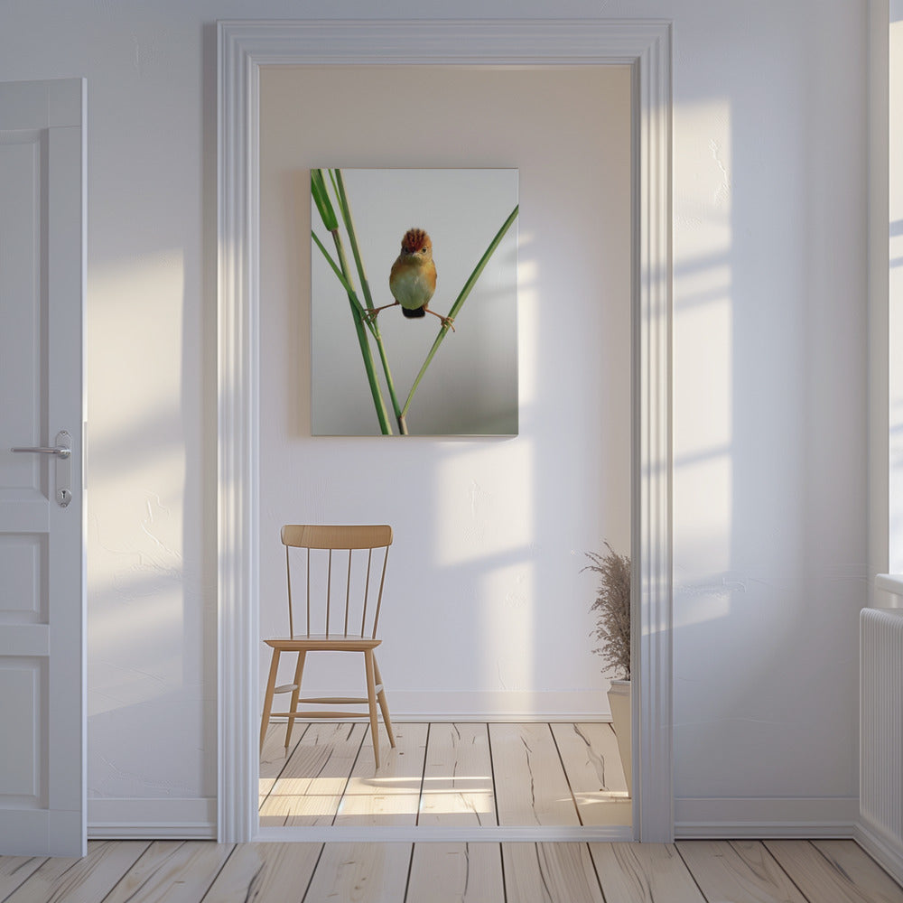 Kung Fu Master | Canvas